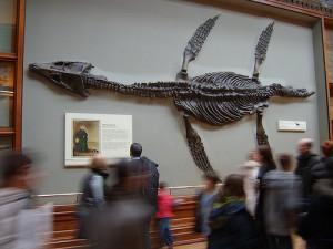 Plesiosaur-mary anning