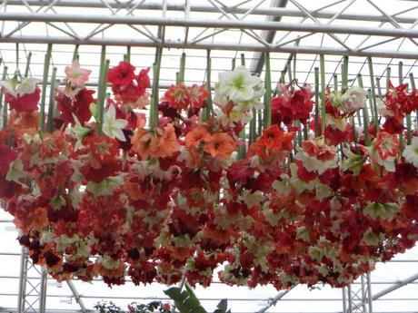 Amazing hanging Amaryllis of Warmenhoven display at Chelsea 2014