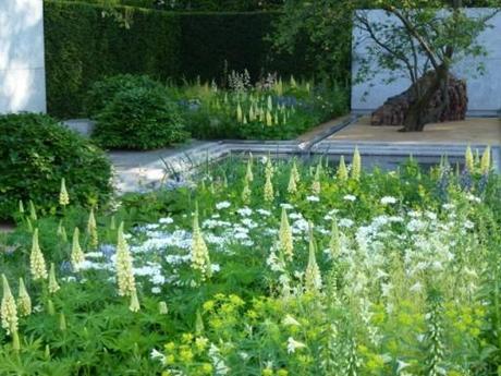 subtle yellow lupins in mixed border at Chelsea 2014