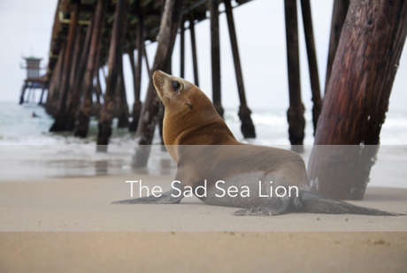 The Sad Sea Lion