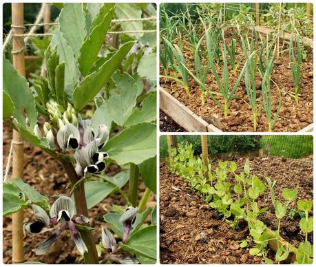 garlic, broad beans and beans - growourown.blogspot.com ~ an allotment blog