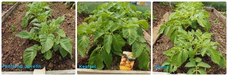 potatoes doing well - growourown.blogspot.com ~ an allotment blog