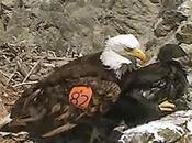 Bald Eagle Nest Catalina Island