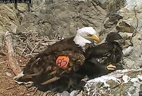 BALD EAGLE NEST ON CATALINA ISLAND