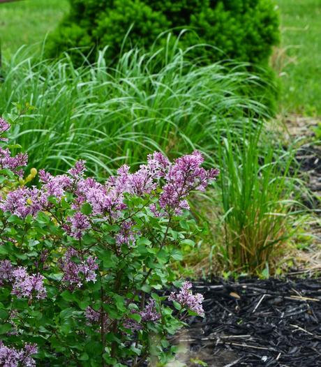 Yet another virtual garden tour