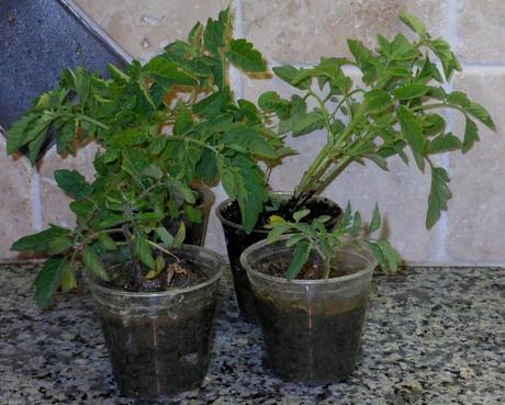 Look at those beauties!  4 Gorgeous Heirloom Tomato Plants!