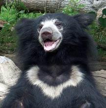 sloth bear