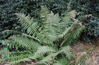 Dryopteris wallichiana (19/04/2014, Kew Gardens, London)