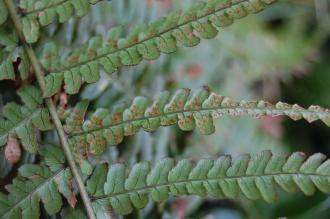 Dryopteris wallichiana Sori (19/04/2014, Kew Gardens, London)