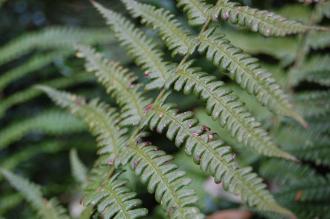 Dryopteris wallichiana Leaf (19/04/2014, Kew Gardens, London)