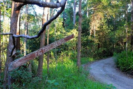 Follow the path to the 1000-year-old Fig Tree. 