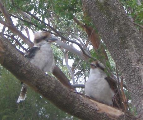 and three little kookaburras