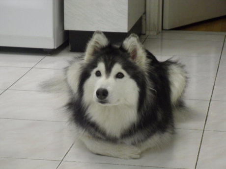 husky