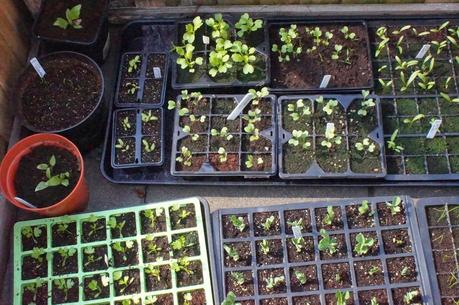 seedlings in the cold frame - 'growourown.blogspot.com' ~ an allotment blog