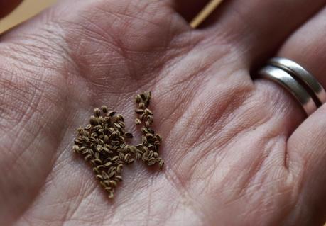 celeriac seeds - 'growourown.blogspot.com' ~ an allotment blog