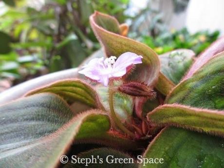 The Ups and Downs of Gardening The Ups and Downs of Gardening