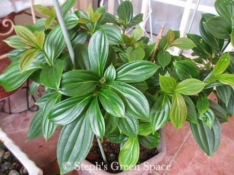 The Ups and Downs of Gardening The Ups and Downs of Gardening