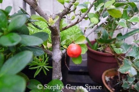 The Ups and Downs of Gardening The Ups and Downs of Gardening