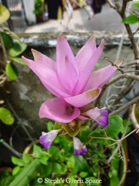 The Ups and Downs of Gardening The Ups and Downs of Gardening