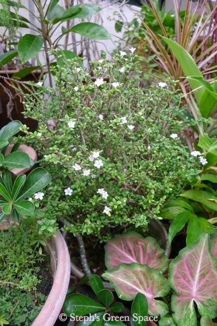 The Ups and Downs of Gardening The Ups and Downs of Gardening