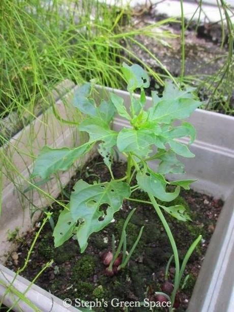 The Ups and Downs of Gardening The Ups and Downs of Gardening