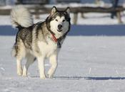 Alaskan Malamute