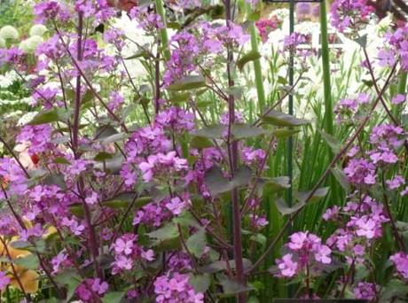 Beautiful pink flowers of Lunaria Chedglow
