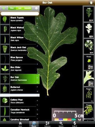 Leafsnap: An Electronic Field Guide