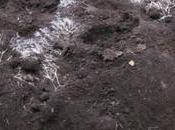 Finnish Scientists Clean Oil-Polluted Soil With Fungi