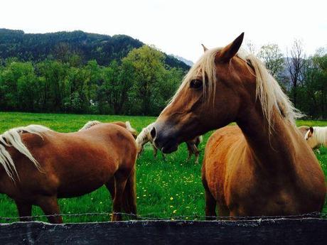 Friendship in Austria