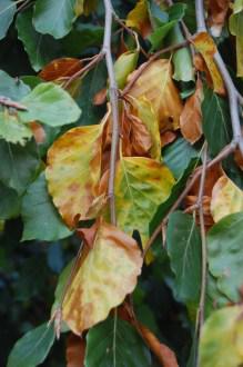 Fagus sylvatica pendula autumn leaf (01/11/2011, London)