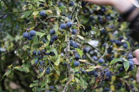 Autumnal Sloe Gin Recipe