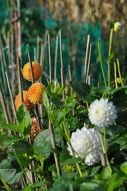 Dahlias: To Store or Not to Store?