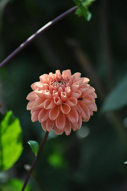 Dahlias: To Store or Not to Store?