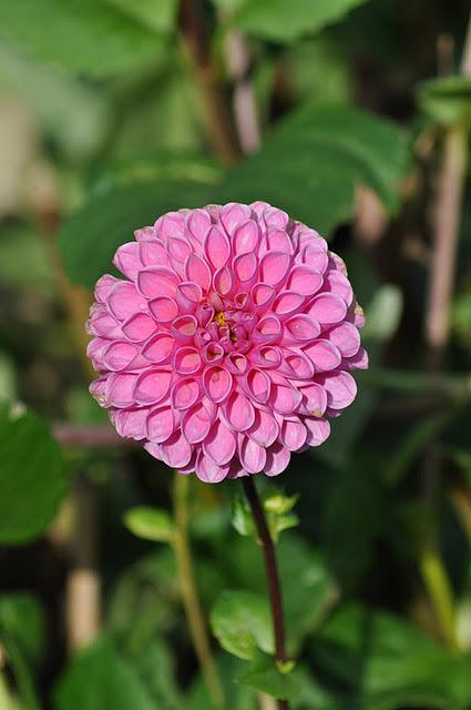 Dahlias: To Store or Not to Store?