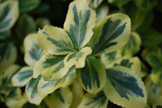 Euonymus fortunei ‘Emarald 'n' Gold’ detail (01/11/2011, London)