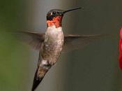 Hummingbirds Shake Their Heads Deal With Rain