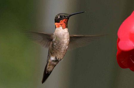 Hummingbirds Shake Their Heads To Deal With Rain