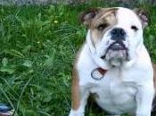 Featured Animal: Bulldog