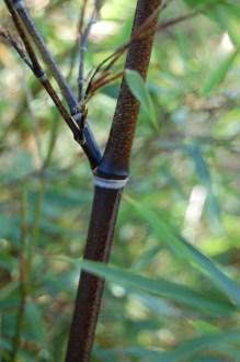 Phyllostachys nigra stem (01/11/2011, London)