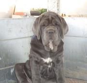 Neapolitan Mastiff