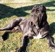 Neapolitan Mastiff