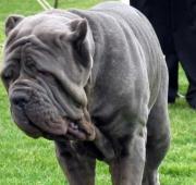 Neapolitan Mastiff