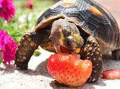 Turtles Eating Things