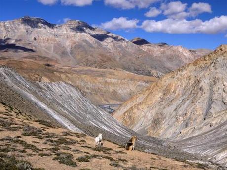 Himalayan Hounds revisited