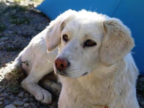 Himalayan Hounds revisited