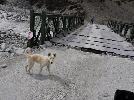 Himalayan Hounds revisited