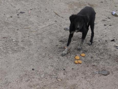 Himalayan Hounds revisited