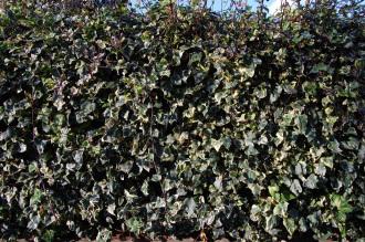 Hedera helix 'Glacier'  (01/11/2011, London)