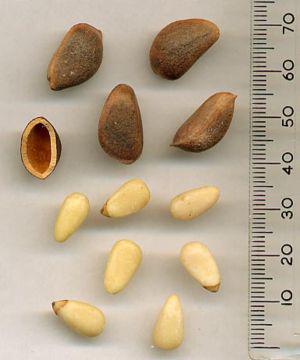 Korean Pine (Pinus koraiensis) pine nuts - uns...